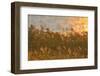 Reed at Sunrise, Zingst, Barther Bodden, Darss, Fischland-Darss-Zingst-Raimund Linke-Framed Photographic Print