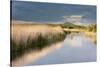 Reed Beds and View Towards Glastonbury Tor from Rspb Reserve, Somerset Levels, Somerset, UK-Ross Hoddinott-Stretched Canvas