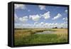 Reed Beds at Joist Fen, Lakenheath Fen Rspb Reserve, Suffolk, UK, May 2011-Terry Whittaker-Framed Stretched Canvas