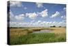 Reed Beds at Joist Fen, Lakenheath Fen Rspb Reserve, Suffolk, UK, May 2011-Terry Whittaker-Stretched Canvas