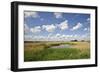 Reed Beds at Joist Fen, Lakenheath Fen Rspb Reserve, Suffolk, UK, May 2011-Terry Whittaker-Framed Photographic Print