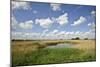 Reed Beds at Joist Fen, Lakenheath Fen Rspb Reserve, Suffolk, UK, May 2011-Terry Whittaker-Mounted Photographic Print