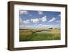 Reed Beds at Joist Fen, Lakenheath Fen Rspb Reserve, Suffolk, UK, May 2011-Terry Whittaker-Framed Photographic Print