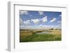 Reed Beds at Joist Fen, Lakenheath Fen Rspb Reserve, Suffolk, UK, May 2011-Terry Whittaker-Framed Photographic Print