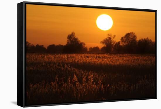 Reed Beds on Joist Fen at Sunset, Lakenheath Fen Rspb Reserve, Suffolk, UK, April 2011-Terry Whittaker-Framed Stretched Canvas