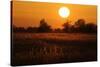 Reed Beds on Joist Fen at Sunset, Lakenheath Fen Rspb Reserve, Suffolk, UK, April 2011-Terry Whittaker-Stretched Canvas