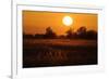 Reed Beds on Joist Fen at Sunset, Lakenheath Fen Rspb Reserve, Suffolk, UK, April 2011-Terry Whittaker-Framed Photographic Print