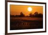 Reed Beds on Joist Fen at Sunset, Lakenheath Fen Rspb Reserve, Suffolk, UK, April 2011-Terry Whittaker-Framed Photographic Print