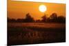 Reed Beds on Joist Fen at Sunset, Lakenheath Fen Rspb Reserve, Suffolk, UK, April 2011-Terry Whittaker-Mounted Photographic Print