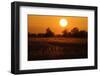 Reed Beds on Joist Fen at Sunset, Lakenheath Fen Rspb Reserve, Suffolk, UK, April 2011-Terry Whittaker-Framed Photographic Print