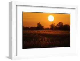 Reed Beds on Joist Fen at Sunset, Lakenheath Fen Rspb Reserve, Suffolk, UK, April 2011-Terry Whittaker-Framed Photographic Print