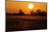 Reed Beds on Joist Fen at Sunset, Lakenheath Fen Rspb Reserve, Suffolk, UK, April 2011-Terry Whittaker-Mounted Photographic Print