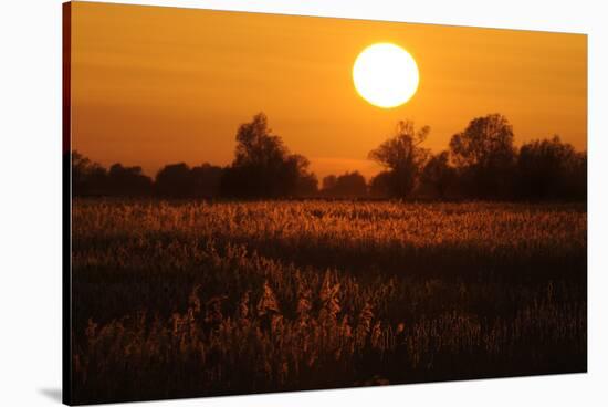 Reed Beds on Joist Fen at Sunset, Lakenheath Fen Rspb Reserve, Suffolk, UK, April 2011-Terry Whittaker-Stretched Canvas