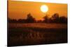 Reed Beds on Joist Fen at Sunset, Lakenheath Fen Rspb Reserve, Suffolk, UK, April 2011-Terry Whittaker-Stretched Canvas