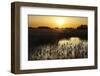 Reed Beds (Phragmites Sp), Joist Fen at Sunset, Lakenheath Fen Rspb Reserve, Suffolk, UK, May-Terry Whittaker-Framed Photographic Print
