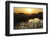 Reed Beds (Phragmites Sp), Joist Fen at Sunset, Lakenheath Fen Rspb Reserve, Suffolk, UK, May-Terry Whittaker-Framed Photographic Print