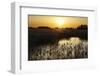 Reed Beds (Phragmites Sp), Joist Fen at Sunset, Lakenheath Fen Rspb Reserve, Suffolk, UK, May-Terry Whittaker-Framed Photographic Print