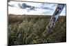 Reed Belt at the Federsee Near Bad Buchau, Baden-WŸrttemberg, Germany-Markus Leser-Mounted Photographic Print