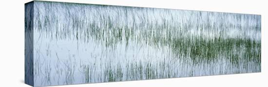 Reed Filled Pond, Isle of Mull, Scotland, United Kingdom-null-Stretched Canvas