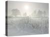 Reed in the Fog at the Kochelsee, Tolzer Country, Bavaria, Germany-Rainer Mirau-Stretched Canvas