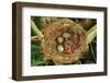 Reed Warbler'S Nest With Eggs And European Cuckoo Chick Just Hatched, UK-John Cancalosi-Framed Photographic Print