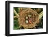 Reed Warbler'S Nest With Eggs And European Cuckoo Chick Just Hatched, UK-John Cancalosi-Framed Photographic Print