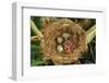 Reed Warbler'S Nest With Eggs And European Cuckoo Chick Just Hatched, UK-John Cancalosi-Framed Photographic Print