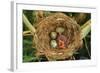 Reed Warbler'S Nest With Eggs And European Cuckoo Chick Just Hatched, UK-John Cancalosi-Framed Photographic Print