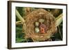 Reed Warbler'S Nest With Eggs And European Cuckoo Chick Just Hatched, UK-John Cancalosi-Framed Photographic Print