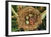 Reed Warbler'S Nest With Eggs And European Cuckoo Chick Just Hatched, UK-John Cancalosi-Framed Photographic Print