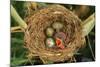 Reed Warbler'S Nest With Eggs And European Cuckoo Chick Just Hatched, UK-John Cancalosi-Mounted Photographic Print