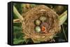 Reed Warbler'S Nest With Eggs And European Cuckoo Chick Just Hatched, UK-John Cancalosi-Framed Stretched Canvas