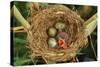 Reed Warbler'S Nest With Eggs And European Cuckoo Chick Just Hatched, UK-John Cancalosi-Stretched Canvas