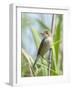 Reed warbler with insect larvae in beak, Somerset Levels, England, UK-David Kjaer-Framed Photographic Print