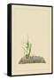 Reed-Sofu Teshigahara-Framed Stretched Canvas