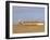 Reedbeds and Cley Windmill, Norfolk, England-Pearl Bucknell-Framed Photographic Print