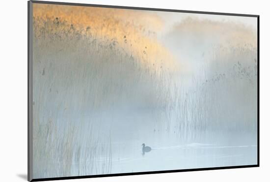 Reedbeds at Dawn with Coot (Fulica Atra) in Mist, Lakenheath Fen Rspb Reserve, Suffolk, UK, May-Terry Whittaker-Mounted Photographic Print