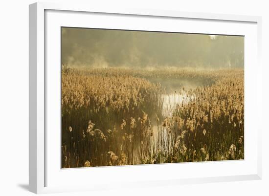 Reedbeds (Phragmites Australis) at Sunrise, Lakenheath Fen Rspb Reserve, Suffolk, UK, May-Terry Whittaker-Framed Photographic Print