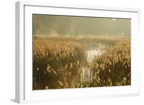 Reedbeds (Phragmites Australis) at Sunrise, Lakenheath Fen Rspb Reserve, Suffolk, UK, May-Terry Whittaker-Framed Photographic Print