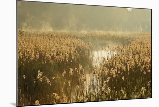 Reedbeds (Phragmites Australis) at Sunrise, Lakenheath Fen Rspb Reserve, Suffolk, UK, May-Terry Whittaker-Mounted Photographic Print