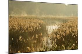 Reedbeds (Phragmites Australis) at Sunrise, Lakenheath Fen Rspb Reserve, Suffolk, UK, May-Terry Whittaker-Mounted Photographic Print