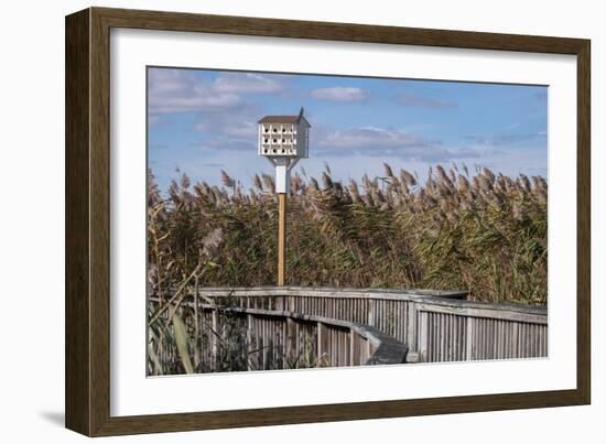 Reedgrass along wooden boardwalk-Jim Engelbrecht-Framed Photographic Print