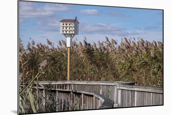 Reedgrass along wooden boardwalk-Jim Engelbrecht-Mounted Photographic Print