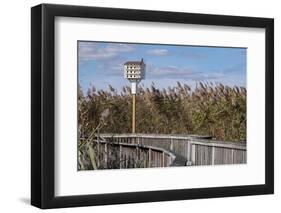 Reedgrass along wooden boardwalk-Jim Engelbrecht-Framed Photographic Print