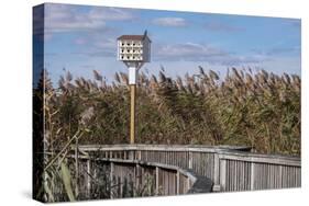 Reedgrass along wooden boardwalk-Jim Engelbrecht-Stretched Canvas