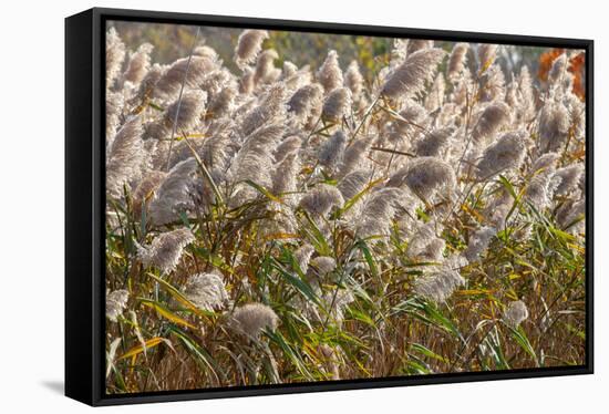 Reedgrass blowing in the wind-Jim Engelbrecht-Framed Stretched Canvas