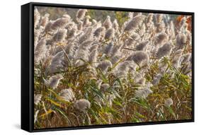 Reedgrass blowing in the wind-Jim Engelbrecht-Framed Stretched Canvas