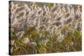 Reedgrass blowing in the wind-Jim Engelbrecht-Stretched Canvas