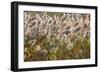 Reedgrass blowing in the wind-Jim Engelbrecht-Framed Photographic Print