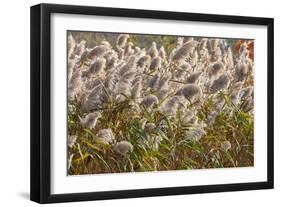 Reedgrass blowing in the wind-Jim Engelbrecht-Framed Photographic Print